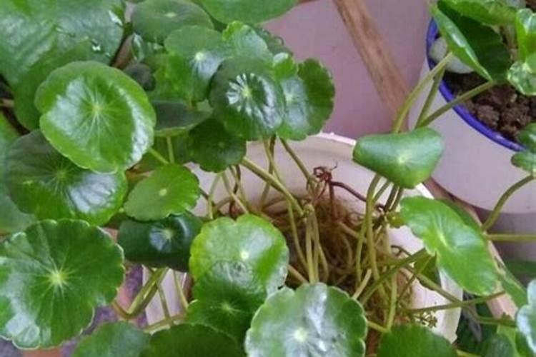 铜钱草可以用氮肥吗