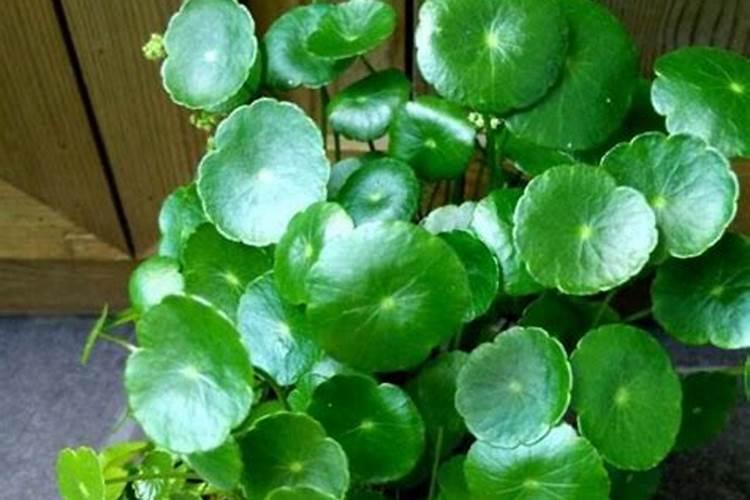 怎么样让铜钱草长得快