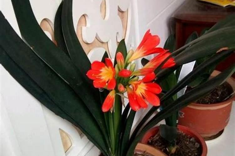 家养君子兰氮磷钾如何采用