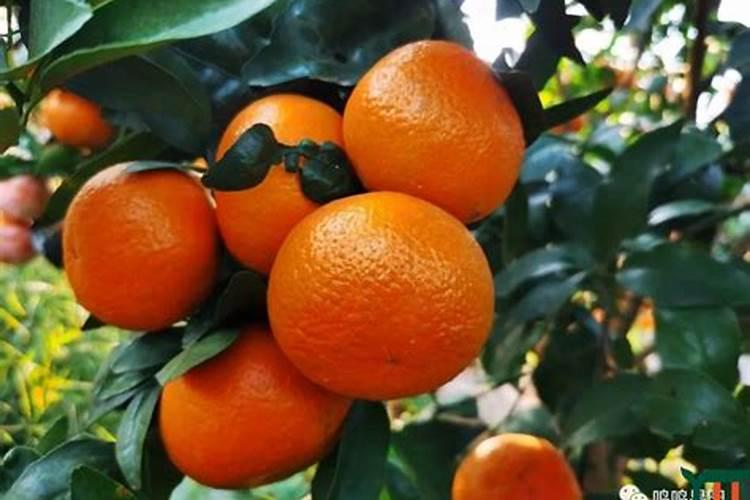 沃柑一年施肥方案