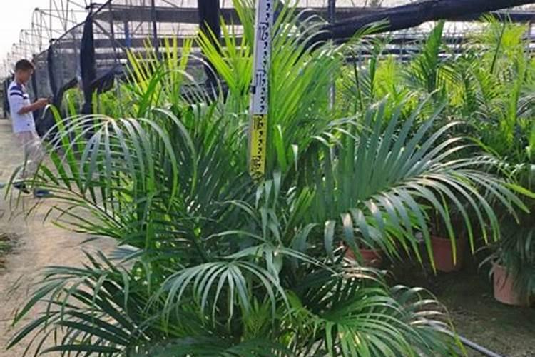 花生追肥用什么肥料好结果多一