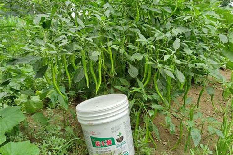 冲施肥怎样冲 和水溶肥有何区别