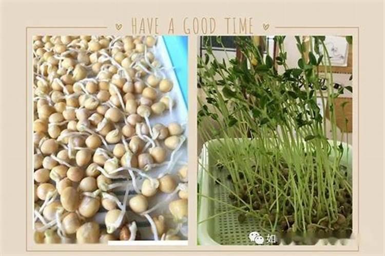 自己在家怎么自制氮肥和钾肥？需要用到哪些材料？