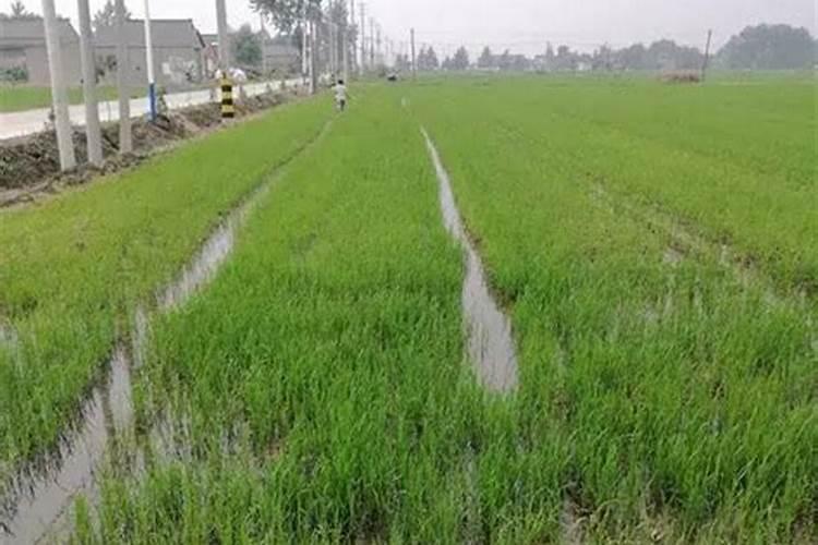 小麦什么时候追返青肥,追肥用多少肥