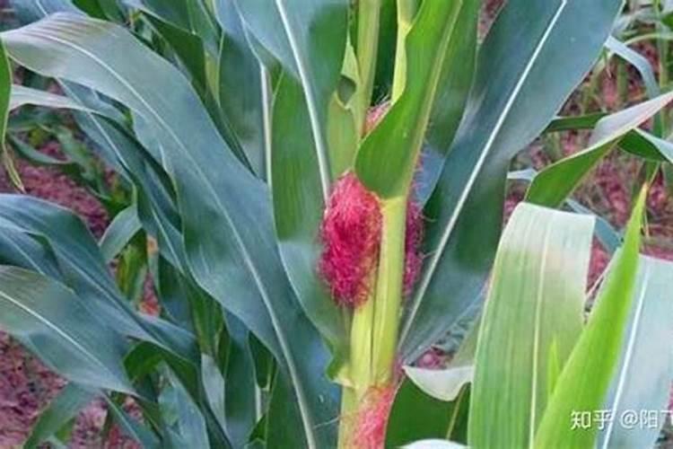 种玉米用什么肥好