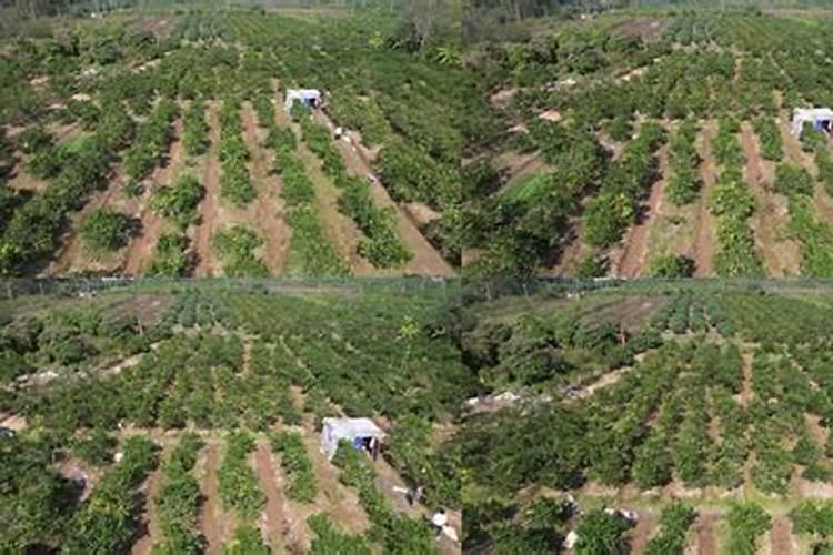 湛江廉江旅游指南湛江市廉江旅游景点介绍