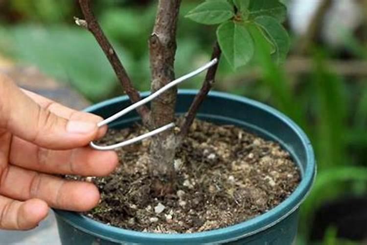 动物蛋白是必须的吗？？？