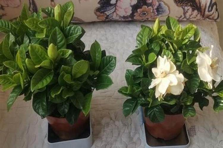 广东省国营友好农场肥料厂怎么样？