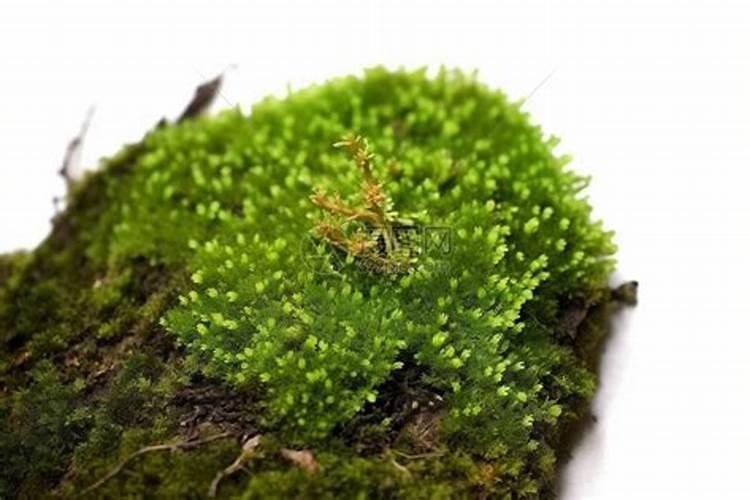 苔藓喷洒什么肥料