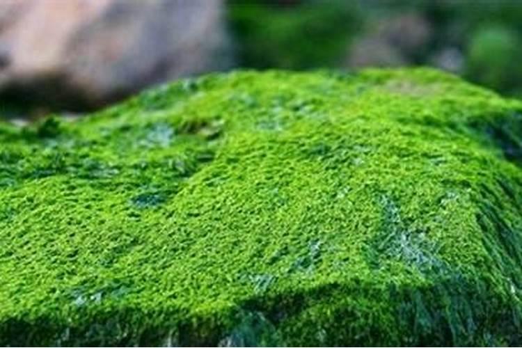 用青苔种兰花怎么施肥