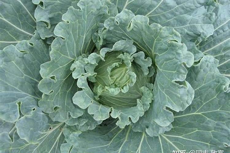 西葫芦喷什么叶面肥结果多？西葫芦用什么肥料可以果实膨大？