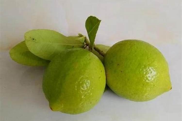 太阳花用什么肥料最好