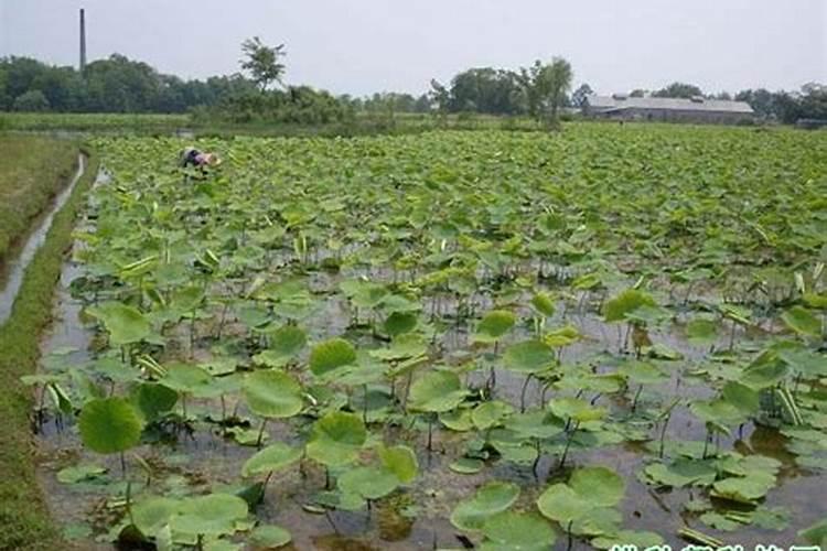 葡萄施肥用什么肥料最好