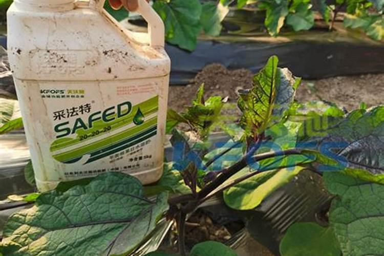 大蒜高产的施肥方法是什么？如何施肥更合理