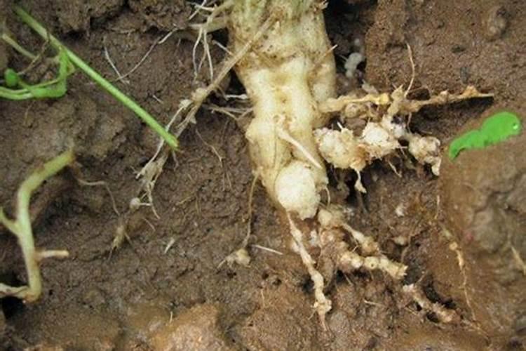 萝卜叶子有虫子打什么