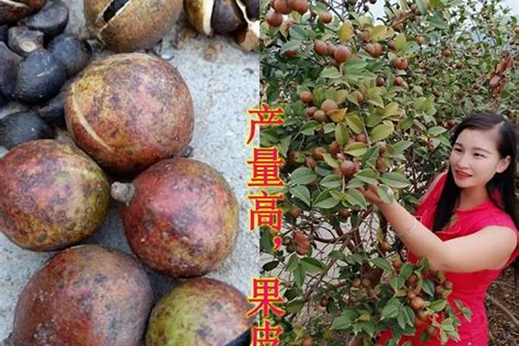 草甘膦打到菜上多久后能吃