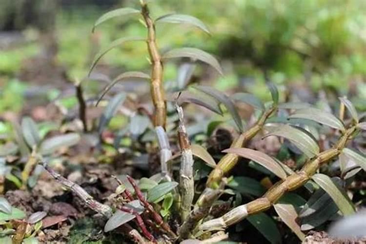 茄子沤根不开花怎么办？