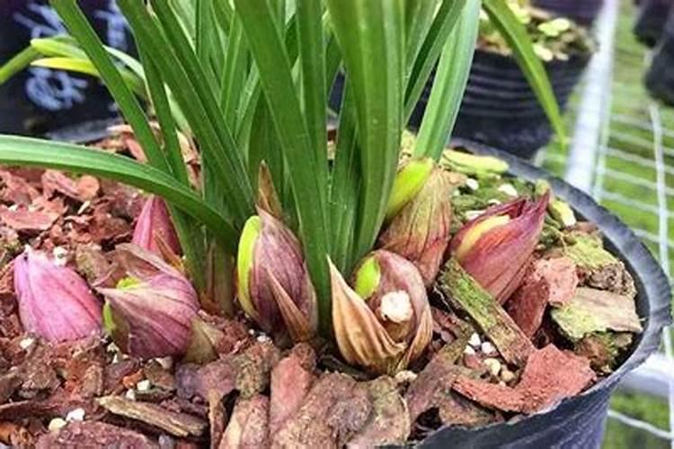 栀子花因为施肥多了叶子黄了怎么办？