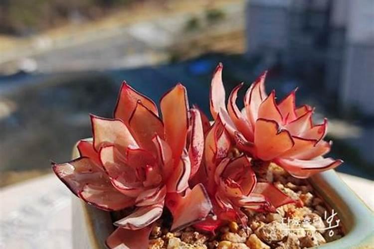 多肉用什么肥料