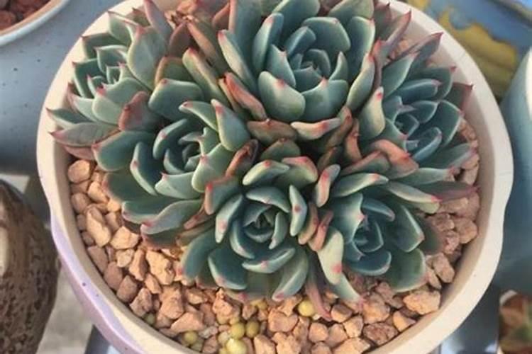 自制鱼蛋白时要是产生了氨气该怎么处理呢