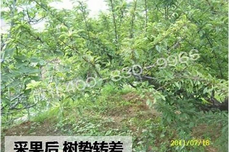 氯化钾可以当肥料吗？