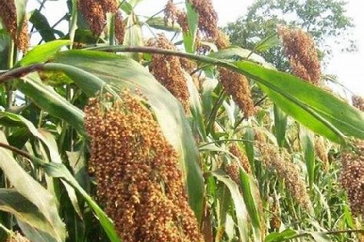 隆尧县适合种植什么经济作物