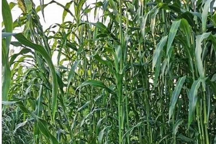 隆尧县适合种植什么经济作物