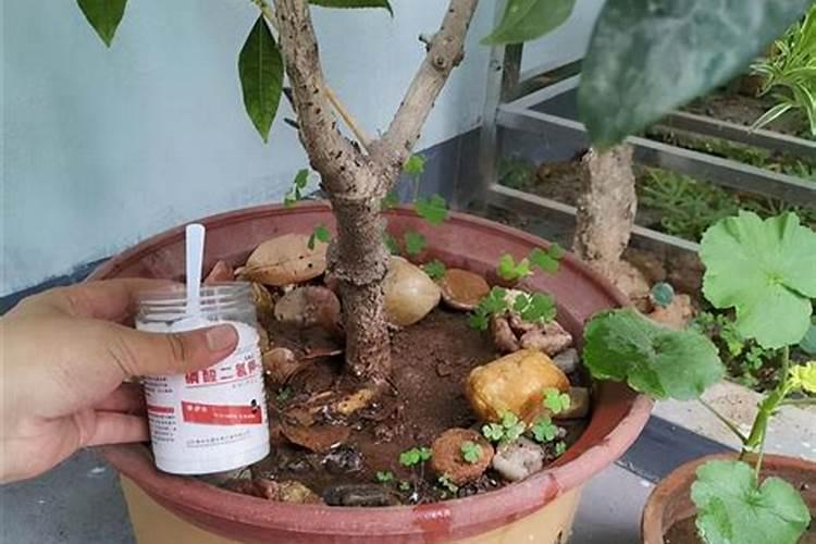 花多多二号适合浇什么花