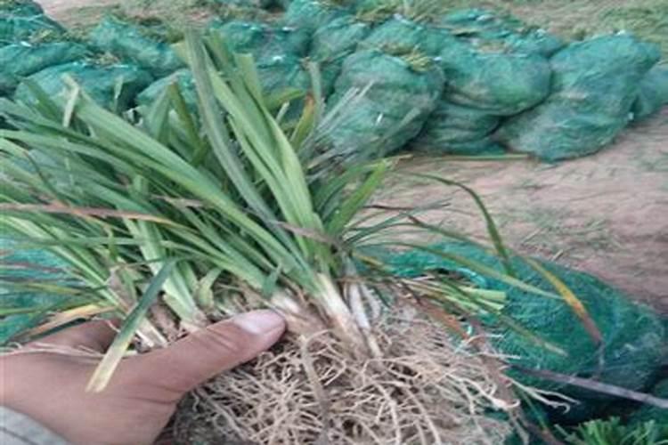 麦冬苗一吨种多少平米？