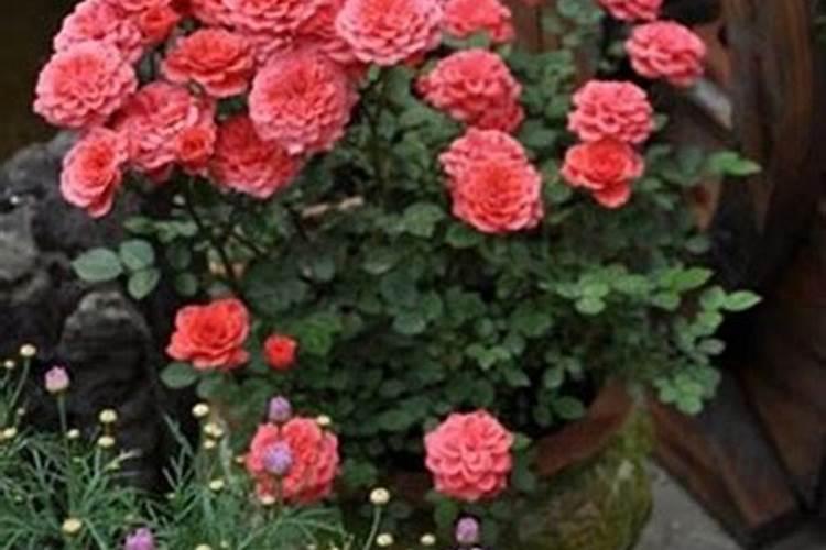 月季施肥什么肥最好