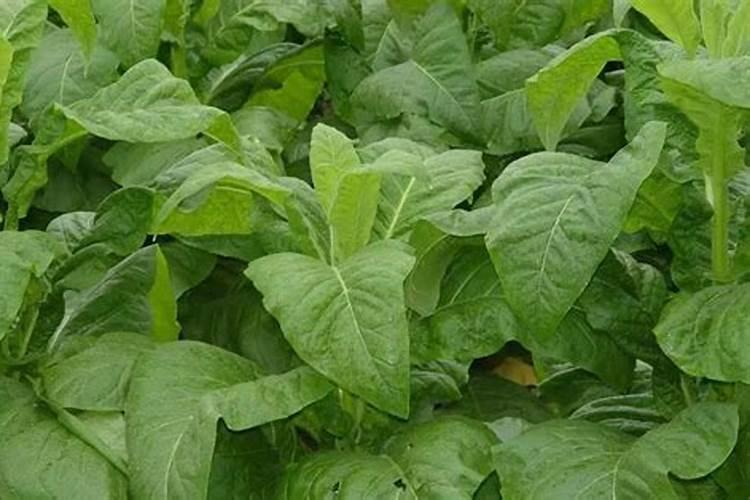 1斤能顶40斤尿素,3天叶片就变绿,这样的叶面肥自己就能配