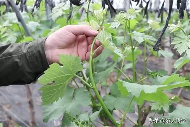 葡萄密要采取什么措施来保果