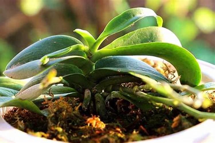 山东樱桃多少钱一斤现在