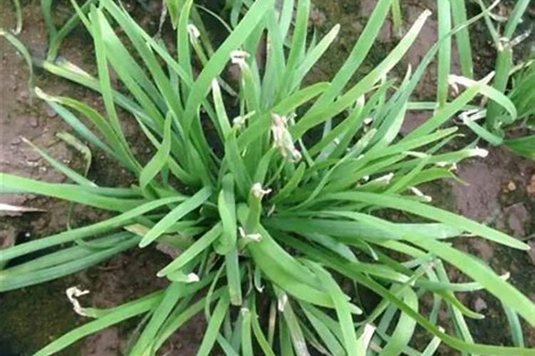 韭菜种植需要施什么肥料