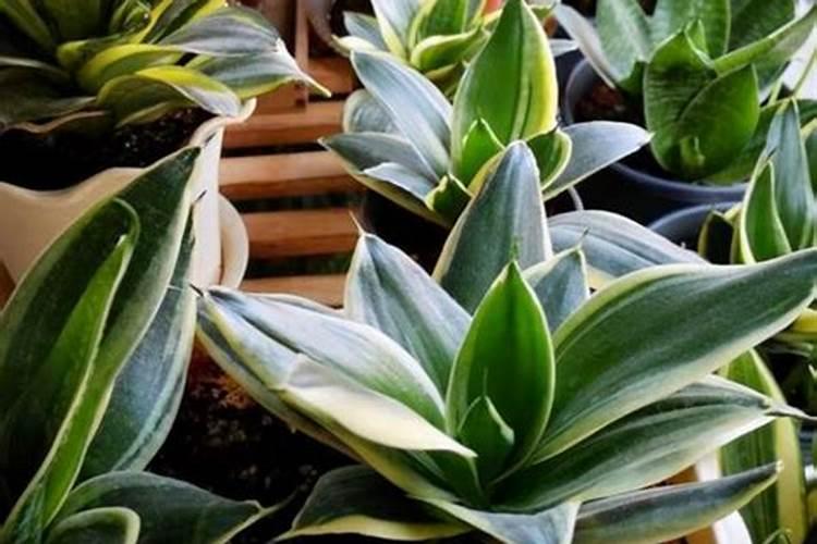 氮肥可以用什么代替