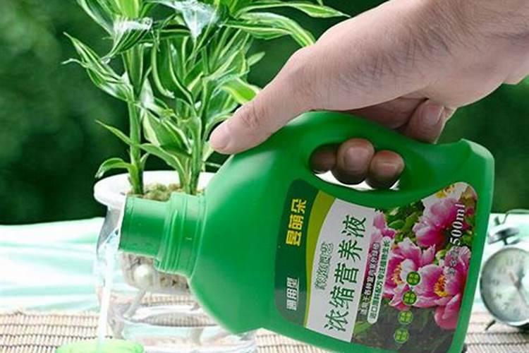绿叶植物用什么肥料
