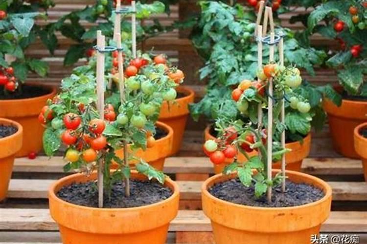 种小番茄和草莓什么时候施肥最好？(在线等)