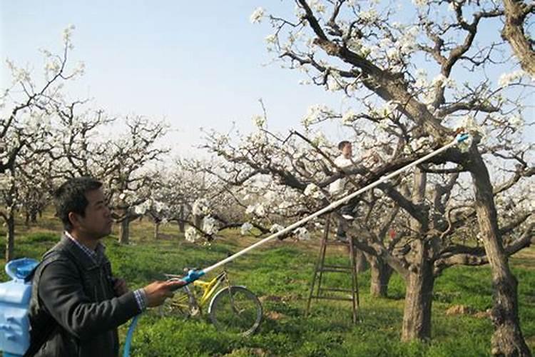 果树全年都使用水溶肥可以吗