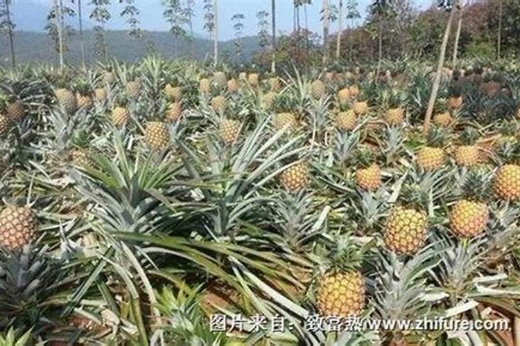 菠萝怎么种植方法