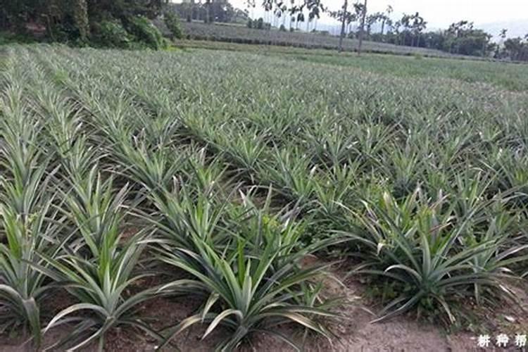 菠萝怎么种植方法 27公斤磷肥