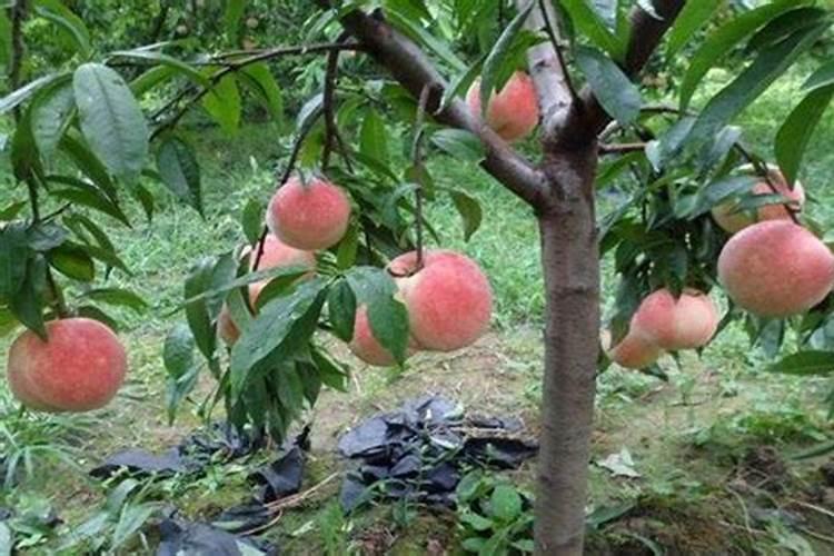 果树花期补硼、花后补钙,补错了果子当然长不好