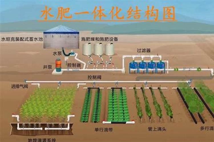 荔枝用什么药可以膨大