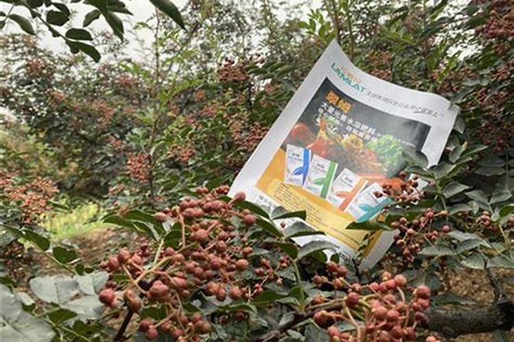 磷酸二氢钾可以浇茶花吗