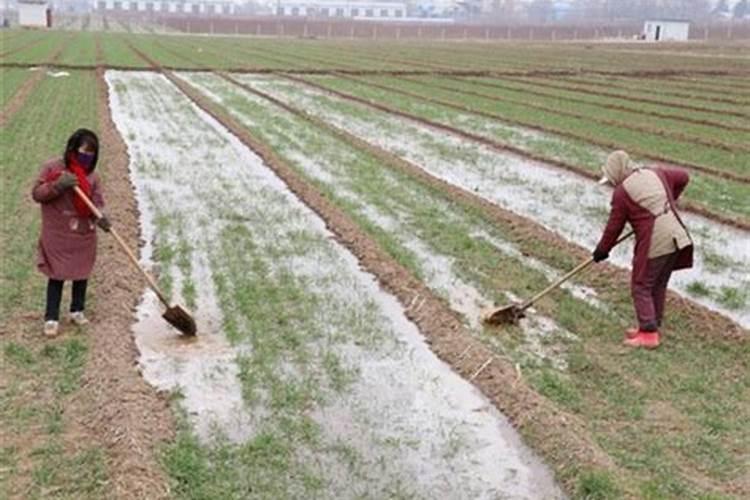 小麦抽穗扬花期管理技术与措施(扬花期主要病虫害防治)
