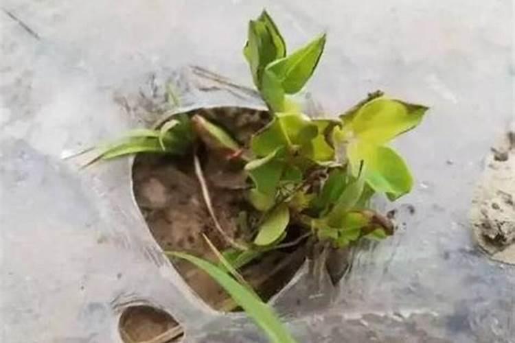 网纹草怎么施肥