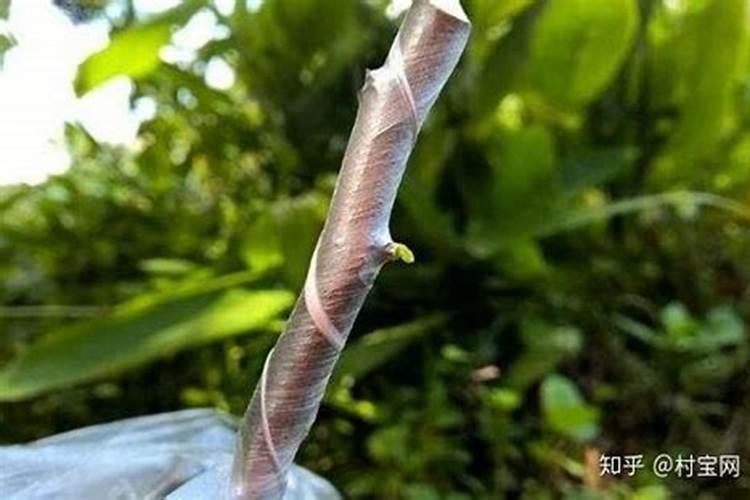 西瓜苗嫁接前可以打叶面肥不