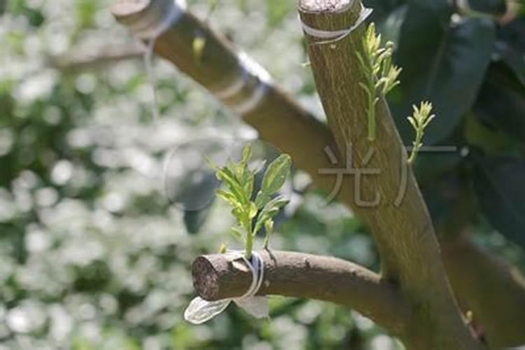 西瓜嫁接钻木后出现黄叶是什么原因南瓜叶子发黄后枯干是什么原因？