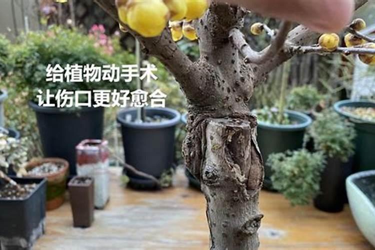 西瓜瘫秧怎么治？