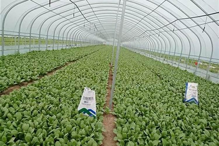 铁海棠盆栽的养殖方法