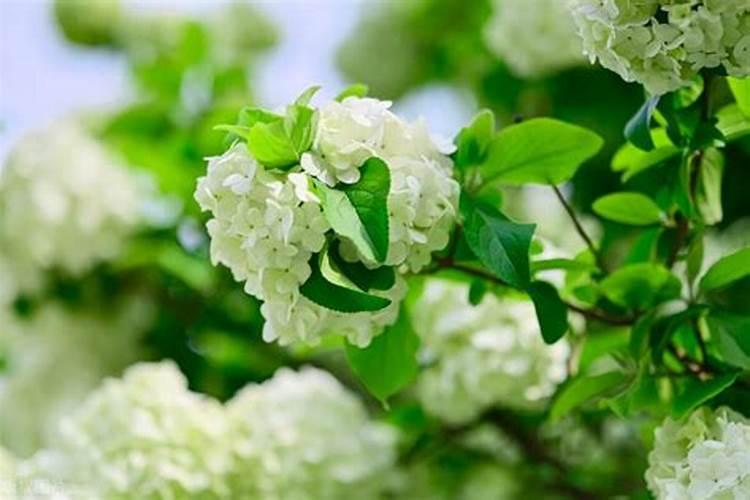 植物缺了氮肥,磷肥和钾肥会怎么样,分别举例说明。